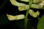 Canadian milkvetch